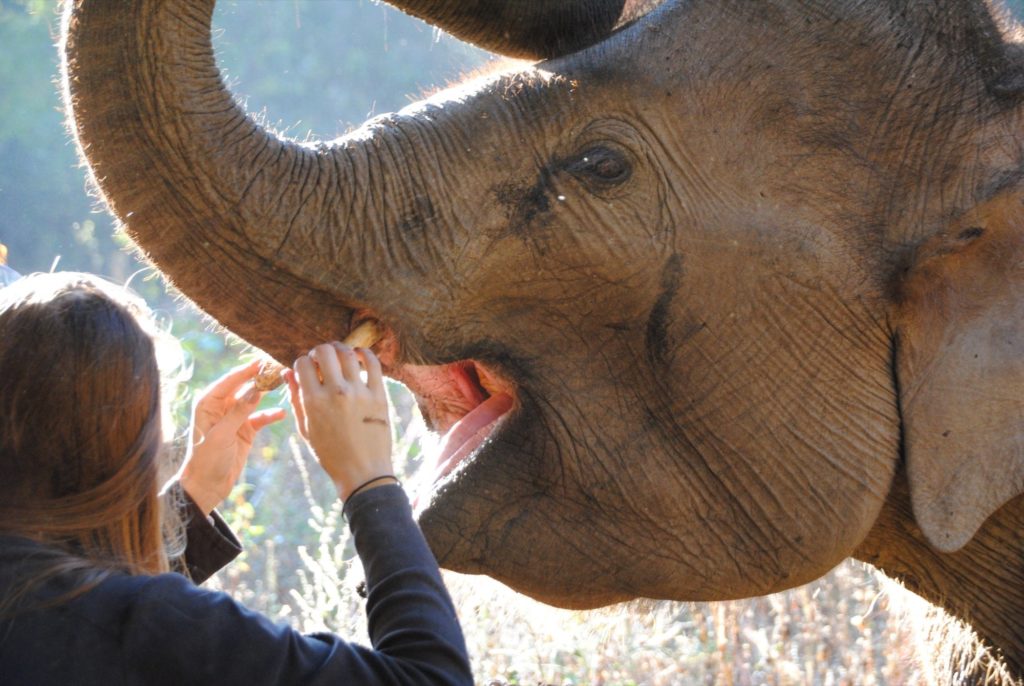 Volunteer at elephant project in Jaipur Rajasthan